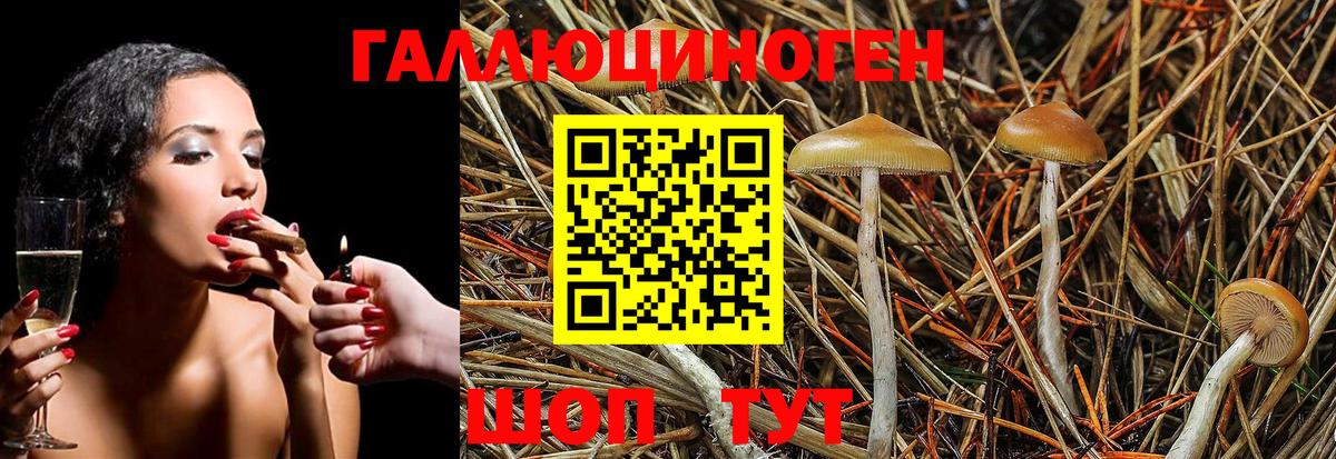 Псилоцибиновые грибы Psilocybe Валуйки